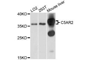 Western blot analysis of extracts of various cells, using C5AR2 antibody.