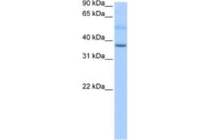 Western Blotting (WB) image for anti-SERTA Domain Containing 2 (SERTAD2) antibody (ABIN2463442) (SERTAD2 抗体)