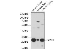 Western blot analysis of extracts of various cell lines, using SRSF8 Rabbit pAb (ABIN7270218) at 1:1000 dilution. (SFRS2B 抗体  (AA 1-100))