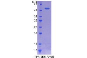 SDS-PAGE analysis of Human ATF3 Protein. (ATF3 蛋白)