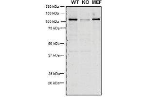 Western Blot analysis of Human, Mouse A549, MEF showing detection of VPS35 protein using Mouse Anti-VPS35 Monoclonal Antibody, Clone 8A3 (ABIN6932957). (VPS35 抗体  (Atto 390))