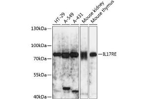 Western blot analysis of extracts of various cell lines, using IL17RE antibody (ABIN7267990) at 1:3000 dilution. (IL17RE 抗体  (AA 24-260))