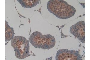 Detection of SIRT2 in Rat Testis Tissue using Polyclonal Antibody to Sirtuin 2 (SIRT2) (SIRT2 抗体  (AA 28-303))