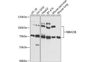 Western blot analysis of extracts of various cell lines, using RBM15B Antibody (ABIN6133322, ABIN6146763, ABIN6146764 and ABIN6225211) at 1:1000 dilution. (RBM15B 抗体  (AA 540-720))