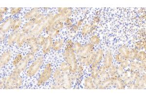 Detection of HSP10 in Mouse Kidney Tissue using Polyclonal Antibody to Heat Shock 10 kDa Protein 1 (HSP10)
