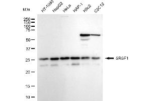 anti-serine/arginine-Rich Splicing Factor 1 (SRSF1) antibody