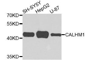 Western blot analysis of extracts of various cell lines, using CALHM1 antibody. (CALHM1 抗体  (AA 202-346))