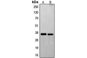 Western blot analysis of FAIM2 expression in U251 (A), EL4 (B) whole cell lysates. (FAIM2 抗体  (N-Term))