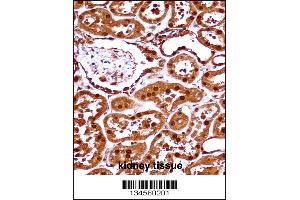 SET Antibody immunohistochemistry analysis in formalin fixed and paraffin embedded human kidney tissue followed by peroxidase conjugation of the secondary antibody and DAB staining. (SET/TAF-I 抗体  (N-Term))