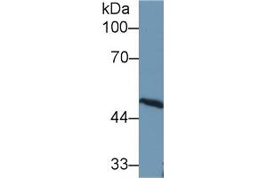 Western Blot; Sample: Rat Cerebrum lysate; Primary Ab: 1µg/ml Rabbit Anti-Rat AT Antibody Second Ab: 0. (SERPINC1 抗体  (AA 150-426))