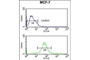 RT25 Antibody (C-term) (ABIN653808 and ABIN2843083) flow cytometric analysis of MCF-7 cells (bottom histogram) compared to a negative control cell (top histogram). (MRPS25 抗体  (C-Term))