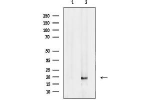Western blot analysis of lysates from Ramos cells, using FAM96B Antibody.