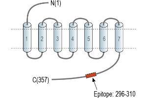 Representative domain view of the target of ABIN7581891.