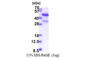 SDS-PAGE (SDS) image for MAP3K12-Binding Inhibitory Protein 1 (MBIP) (AA 1-344) protein (His tag) (ABIN5853421) (MBIP Protein (AA 1-344) (His tag))