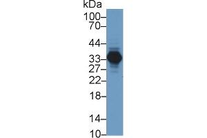 Detection of AGMAT in Porcine Kidney lysate using Polyclonal Antibody to Agmatine Ureohydrolase (AGMAT) (AGMAT 抗体  (AA 53-151))