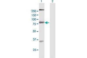 Western Blot analysis of AOC2 expression in transfected 293T cell line by AOC2 MaxPab polyclonal antibody. (AOC2 抗体  (AA 1-756))
