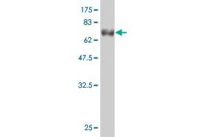 Western Blot detection against Immunogen (65. (STBD1 抗体  (AA 1-358))