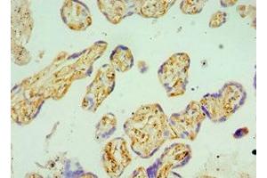 Immunohistochemistry of paraffin-embedded human placenta tissue using ABIN7145678 at dilution of 1:100 (BST2 抗体  (AA 49-161))