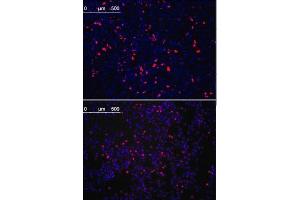 Immunoflurescence analysis of KLF4 antibody , (ABIN387800 and ABIN2843896) (5 μg/mL). (KLF4 抗体)