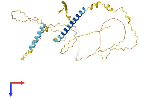 TAF1D Protein (AA 1-322) (His tag)
