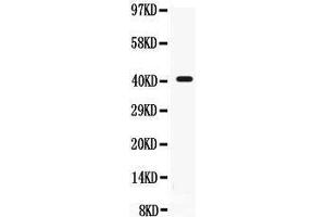 Anti- CD55 Picoband antibody, Western blotting All lanes: Anti CD55  at 0. (CD55 抗体  (AA 35-347))