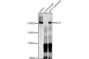 Immunoprecipitation analysis of 300 μg extracts of HepG2 cells using 3 μg  antibody (ABIN7265369).