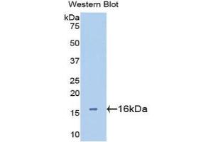 Western Blotting (WB) image for anti-Lectin, Galactoside-Binding, Soluble, 2 (LGALS2) (AA 1-132) antibody (ABIN3201376) (Galectin 2 抗体  (AA 1-132))