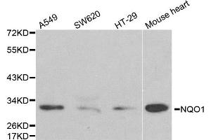 Western blot analysis of extracts of various cell lines, using NQO1 antibody. (NQO1 抗体)