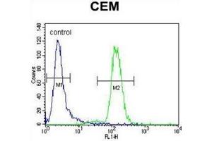 Flow cytometric analysis of CEM cells using DISC1 Antibody (C-term) Cat.