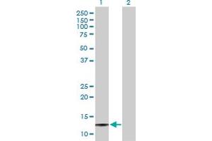 Western Blot analysis of SAA4 expression in transfected 293T cell line by SAA4 MaxPab polyclonal antibody. (SAA4 抗体  (AA 1-130))