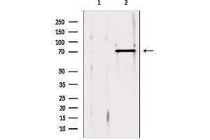 Western blot analysis of extracts from 293, using ERp72 antibody. (PDIA4 抗体  (Internal Region))