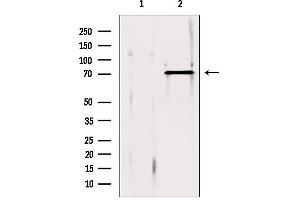 Western blot analysis of extracts from 293, using ERp72 antibody. (PDIA4 抗体  (Internal Region))