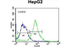 Flow cytometric analysis of K562 cells using FNDC7 Antibody (C-term) Cat.