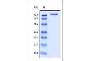 Human ErbB3, His Tag on SDS-PAGE under reducing (R) condition. (ERBB3 Protein (AA 20-643) (His tag))
