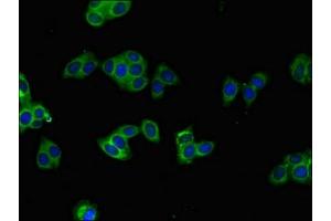 Immunofluorescence (IF) image for anti-B-Raf proto-oncogene, serine/threonine kinase (BRAF) (AA 12-77) antibody (ABIN7169015)