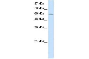 PRMT5 antibody used at 2. (PRMT5 抗体  (N-Term))