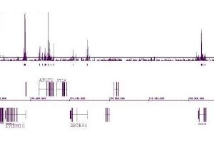ChIP DNA-Sequencing (ChIP-seq) image for anti-Histone 3 (H3) (H3K27ac) antibody (ABIN2668475)