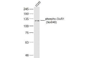 U251 lysates probed with phospho-GluR1 (Ser849) Polyclonal Antibody, Unconjugated  at 1:500 dilution and 4˚C overnight incubation. (Glutamate Receptor 1 抗体  (pSer849))