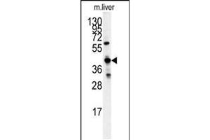 Western blot analysis of GCAT antibody in mouse liver tissue lysates (35ug/lane) (GCAT 抗体  (AA 155-181))