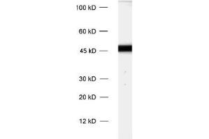 dilution: 1 : 1000, sample: rat brain homogenate (Cnpase 抗体)