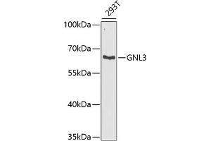 Western blot analysis of extracts of 293T cells, using GNL3 antibody (ABIN6130343, ABIN6141249, ABIN6141250 and ABIN6222113) at 1:1000 dilution. (Nucleostemin 抗体  (AA 1-240))