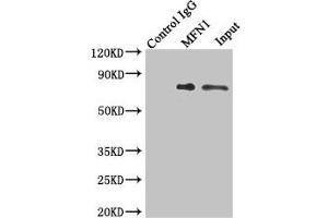 Immunoprecipitating MFN1 in Jurkat whole cell lysate Lane 1: Rabbit control IgG instead of (1 μg) instead of ABIN7159967 in Jurkat whole cell lysate. (MFN1 抗体  (AA 622-741))