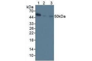 Western blot analysis of (1) Mouse Spleen Tissue, (2) Mouse Stomach Tissue and (3) Human Raji Cells. (NFkB 抗体  (AA 40-365))