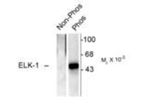 Image no. 1 for anti-ELK1, Member of ETS Oncogene Family (ELK1) (pSer383) antibody (ABIN221173) (ELK1 抗体  (pSer383))
