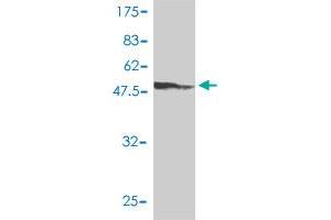 Western Blot detection against Immunogen (48. (ETV4 抗体  (AA 1-207))