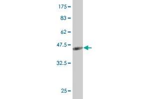 Western Blot detection against Immunogen (37.