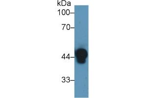 Western Blot; Sample: Human Serum; Primary Ab: 1µg/ml Rabbit Anti-Human Hpt Antibody Second Ab: 0. (Haptoglobin 抗体  (AA 168-319))