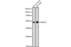 Western blot analysis of extracts of C2C12 cells, using Desmin antibody (ABIN3021114, ABIN3021115, ABIN3021116 and ABIN6213957) at 1:400 dilution. (Desmin 抗体  (AA 121-470))