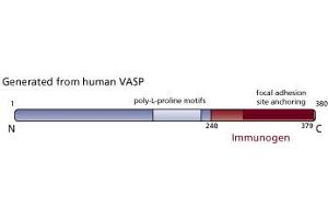Image no. 3 for anti-Vasodilator-Stimulated phosphoprotein (VASP) (AA 248-379) antibody (ABIN967977) (VASP 抗体  (AA 248-379))