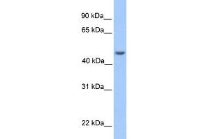 WB Suggested Anti-ASB6 Antibody Titration: 0. (ASB6 抗体  (Middle Region))